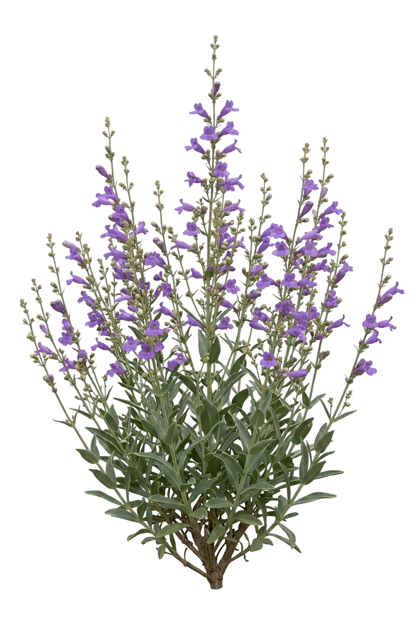 Rock Candy Blue Beardtongue (Penstemon Barbatus 'Novapenblu') - Perennials