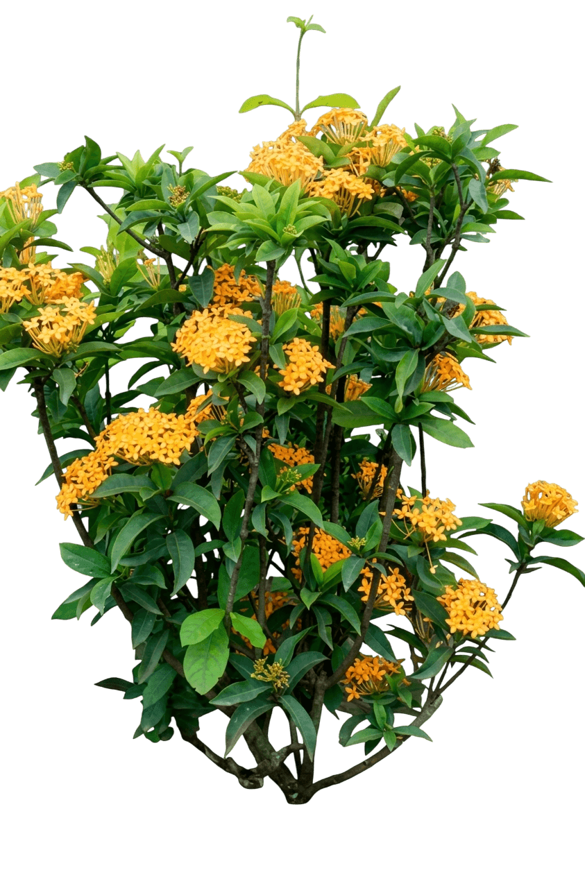 Pirates Gold (Ixora 'Pirates Gold') - Ground Layers