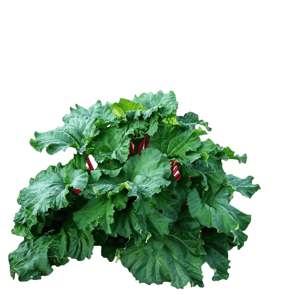 Rhubarb, Victoria (Rheum Rhabarbarum ’Victoria’) - Perennials