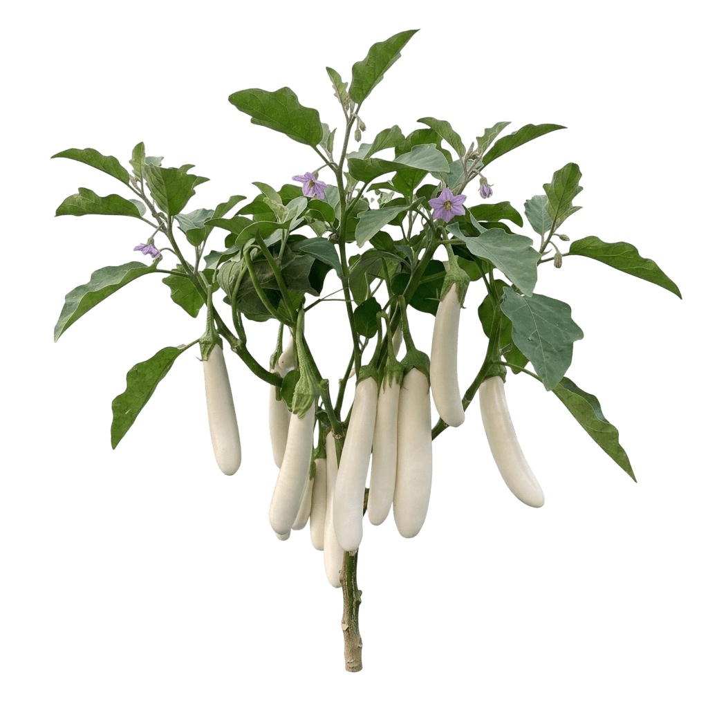 Pingtung Long Eggplant (Solanum Melongena 'Pingtung Long') - Perennials