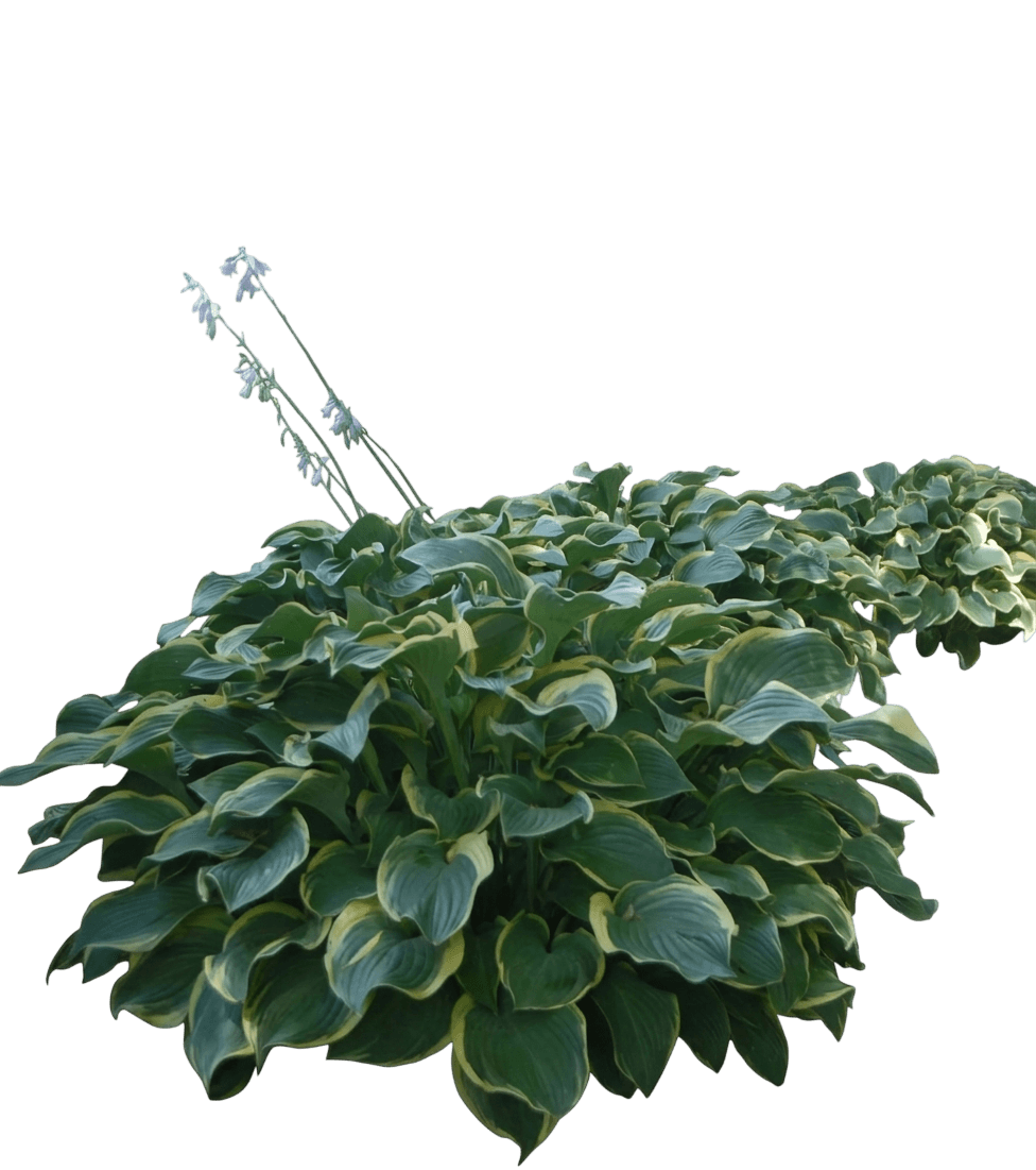 Island Breeze Hosta (Hosta X Var. X 'Island Breeze') - Perennials