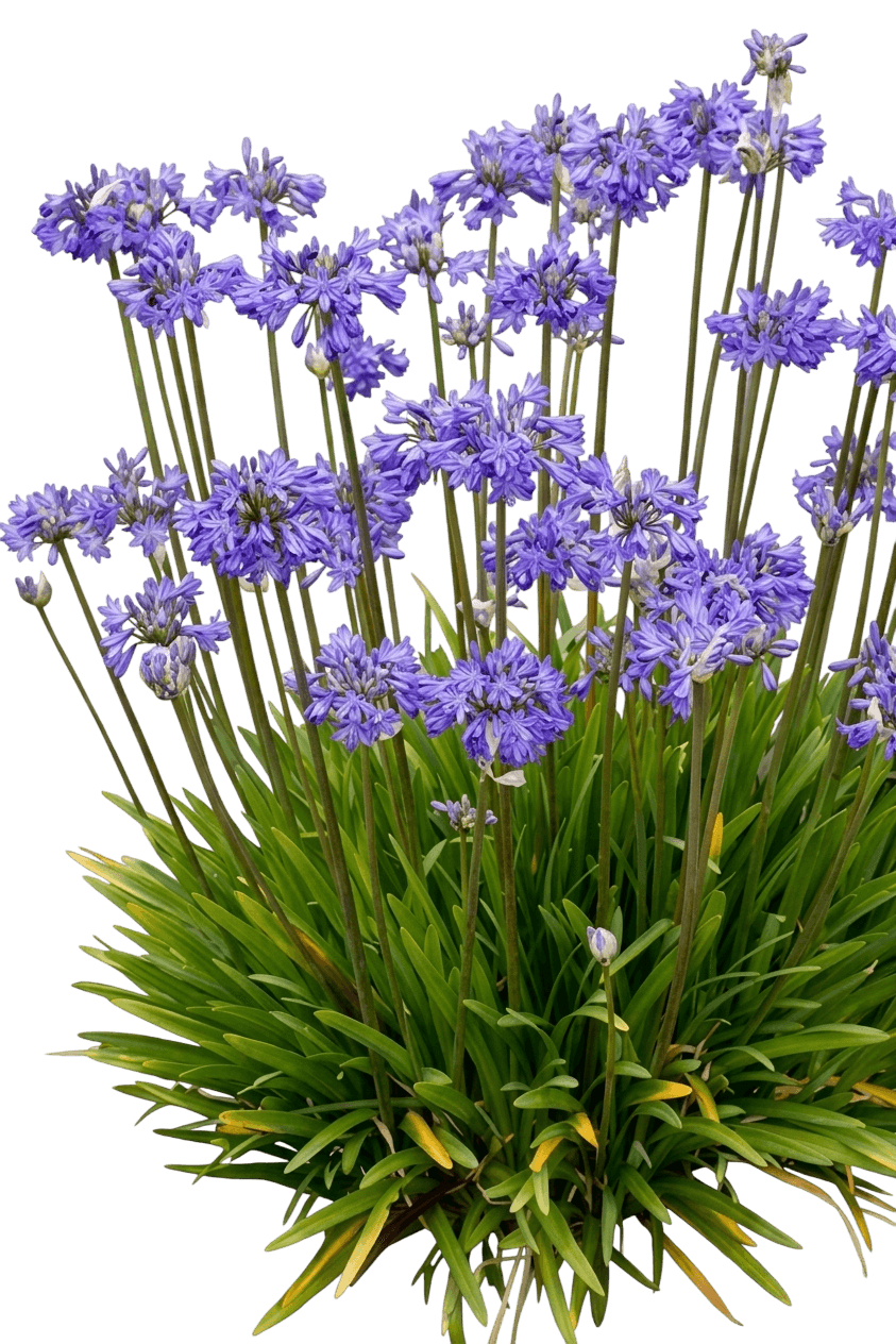 Agapanthus (Agapanthus) - Ground Layers