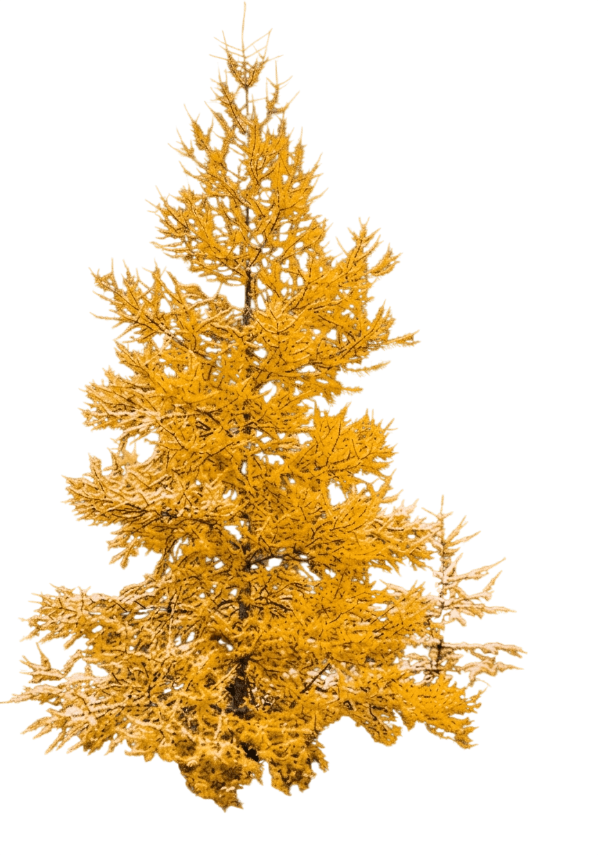 Eastern Larch (Larix Laricina) - Shade Trees