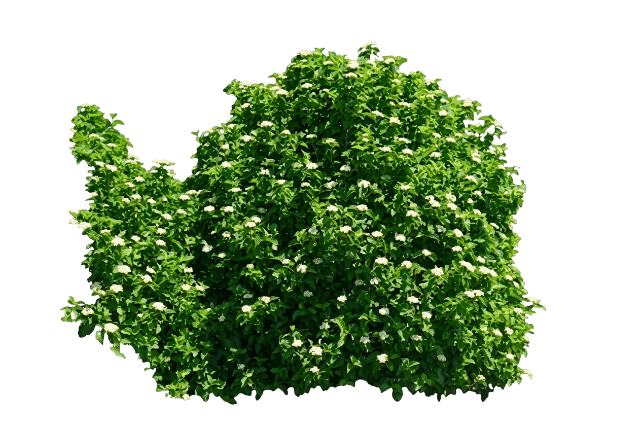Glitters & Glows® Arrowwood Viburnum (Viburnum Dentatum Var. Dentatum 'Smvddo') - Shrubs