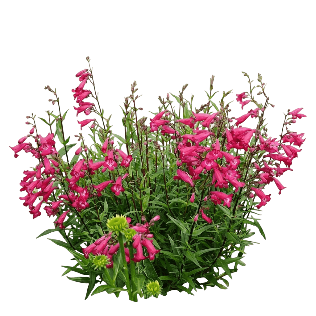 Beardtongue 'Balmibepro' Missionbells™ (Penstemon Deep Rose Pp28852 'Balmibepro') - Perennials