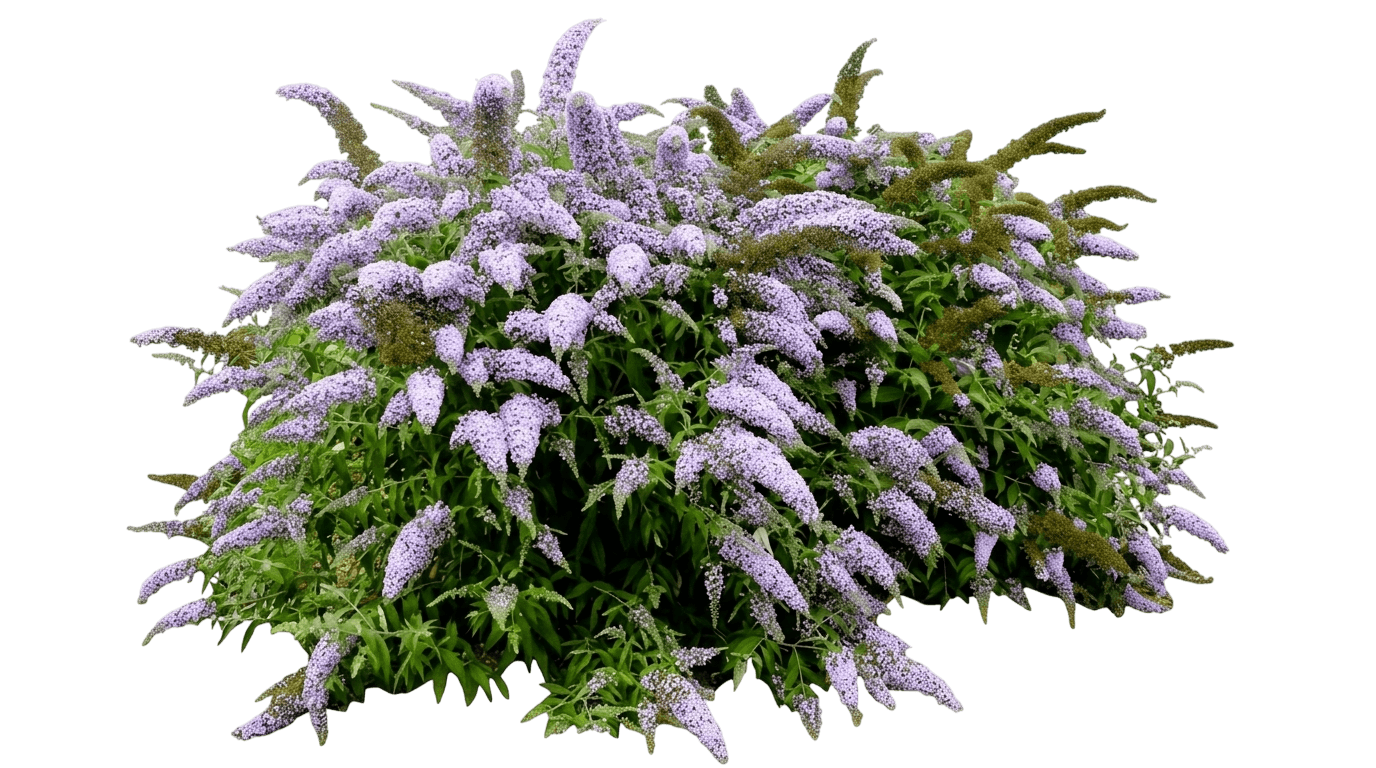 Pugster® Amethyst Butterfly Bush (Buddleia Var. Hybrid 'Smnbdl') - Shrubs