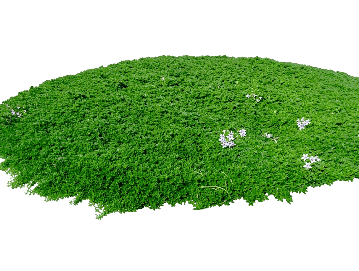 Broad Leaf (Myoporum 'Broad Leaf') - Ground Layers