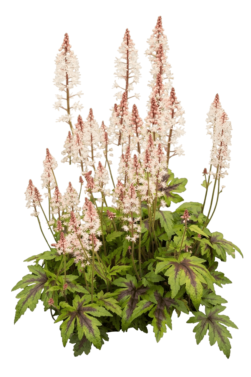 Pink Skyrocket Foamflower (Tiarella X 'Pink Skyrocket') - Perennials
