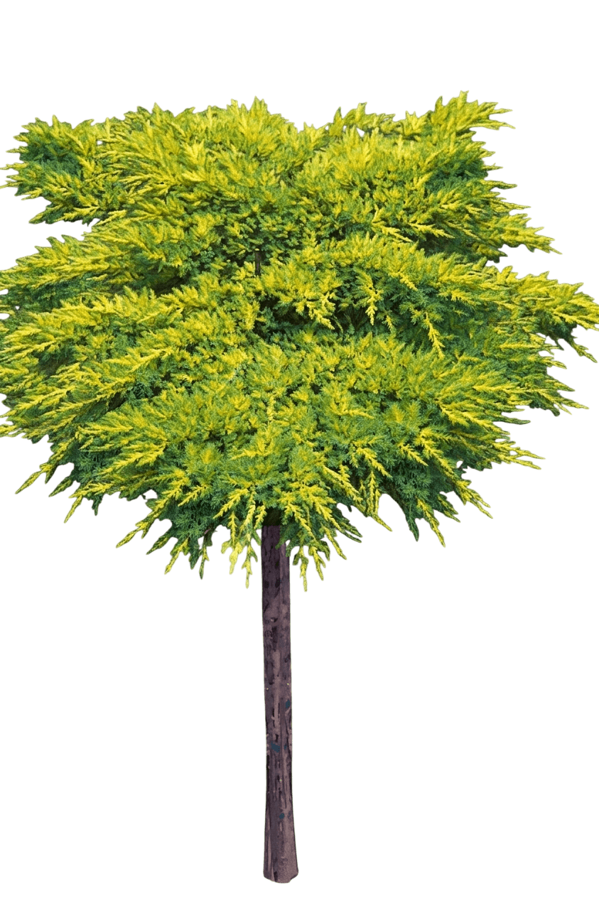 Daub'S Frosted Juniper Standard (Juniperus Chinensis S Frosted 'Daub') - Ground Layers