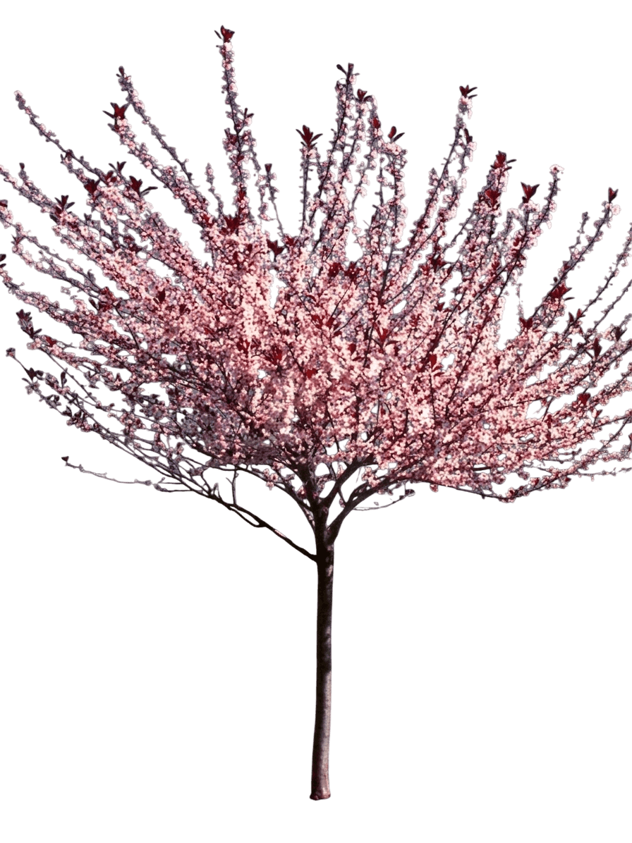 Sand Cherry, Big Cis (Prunus X Cistena 'Big Cis') - Flowering Trees