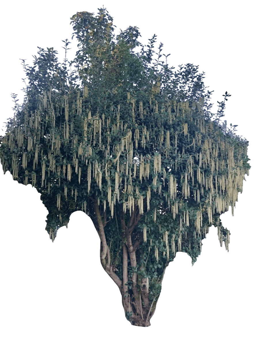 coast silktassel (Garrya Elliptica) - Shrubs