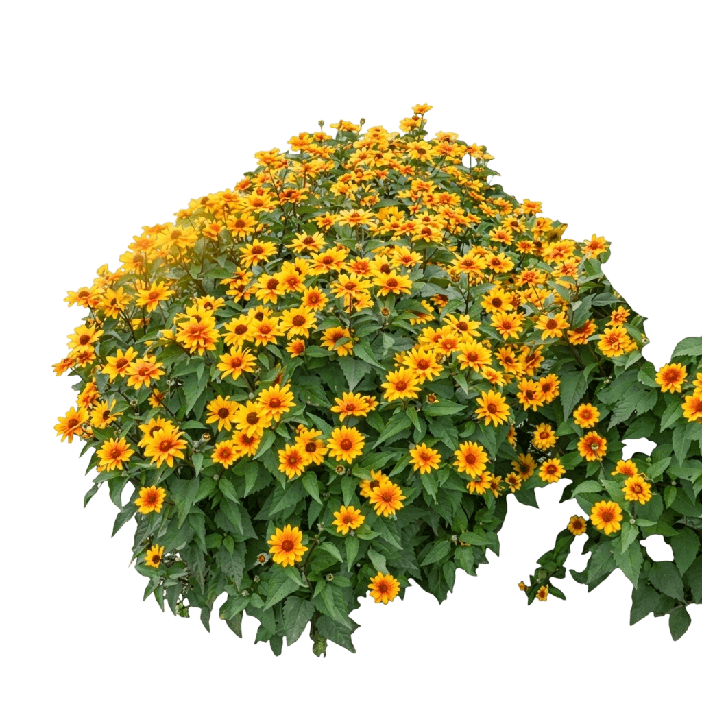 Sunstruck False Sunflower (Heliopsis Helianthoides 'Sunstruck') - Perennials