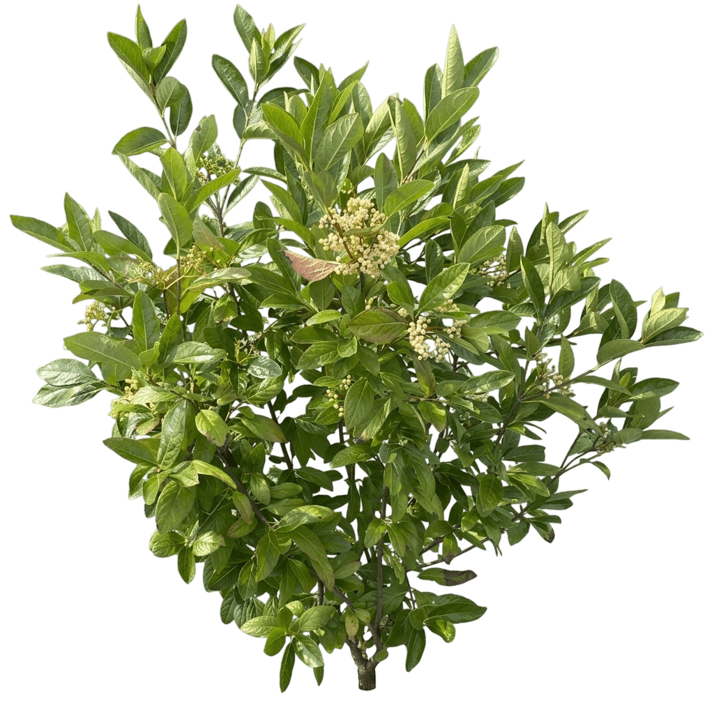 Viburnum, Brandywine™ (Viburnum Nudum) - Ground Layers