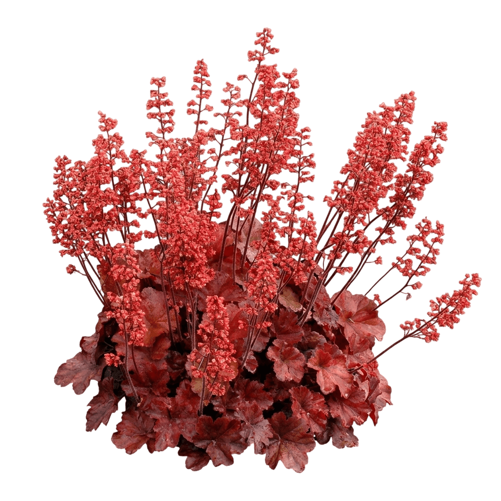 Cherry Cola Coral Bells (Heuchera 'Tnheucc') - Perennials