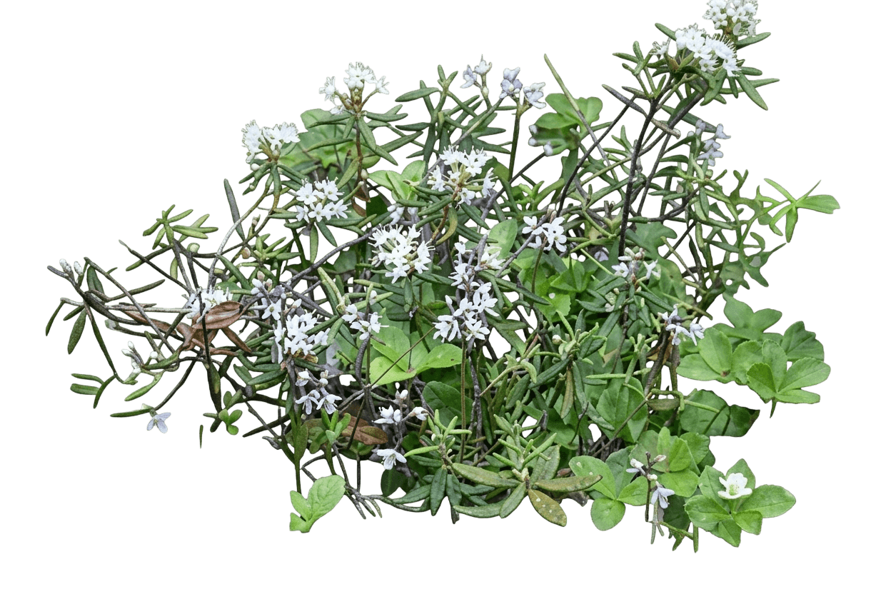 Narrow-Leaf Labrador Tea (Ledum Decumbens) - Ground Layers