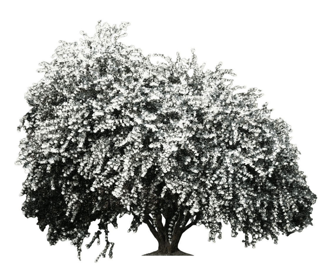 Delavay Tea Olive (Osmanthus Delavayi) - Ground Layers