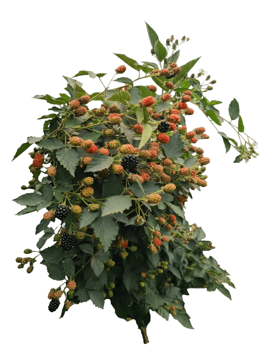 Marion Blackberry (Rubus 'Marion') - Ground Layers