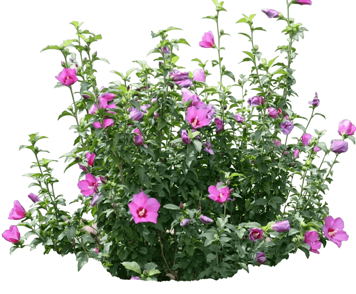 Lil' Kim® Violet Rose Of Sharon (Hibiscus Syriacus Lil' Kim Violet Pp26374 'Shimrv24') - Ground Layers