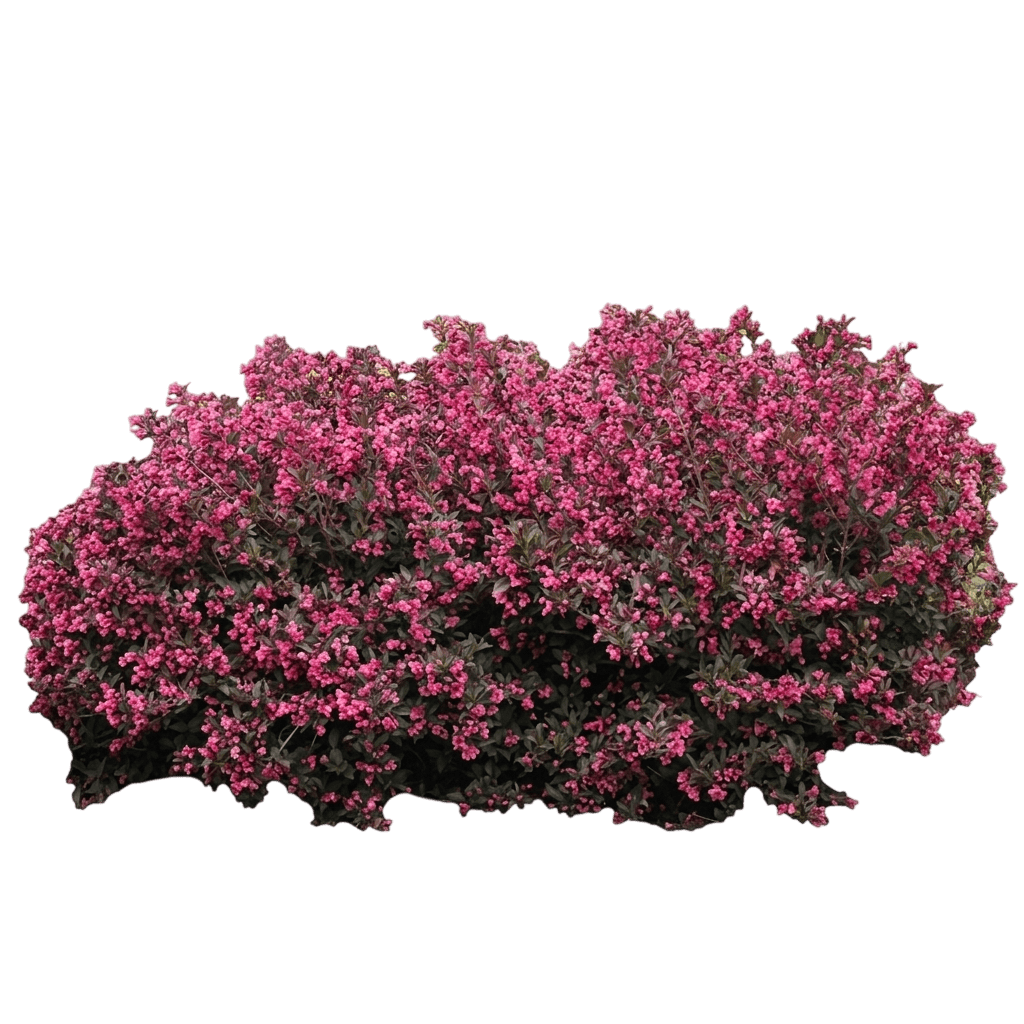 Snippet® Dark Pink Weigela (Weigela Florida Var. Florida 'Vukozlyra') - Shrubs