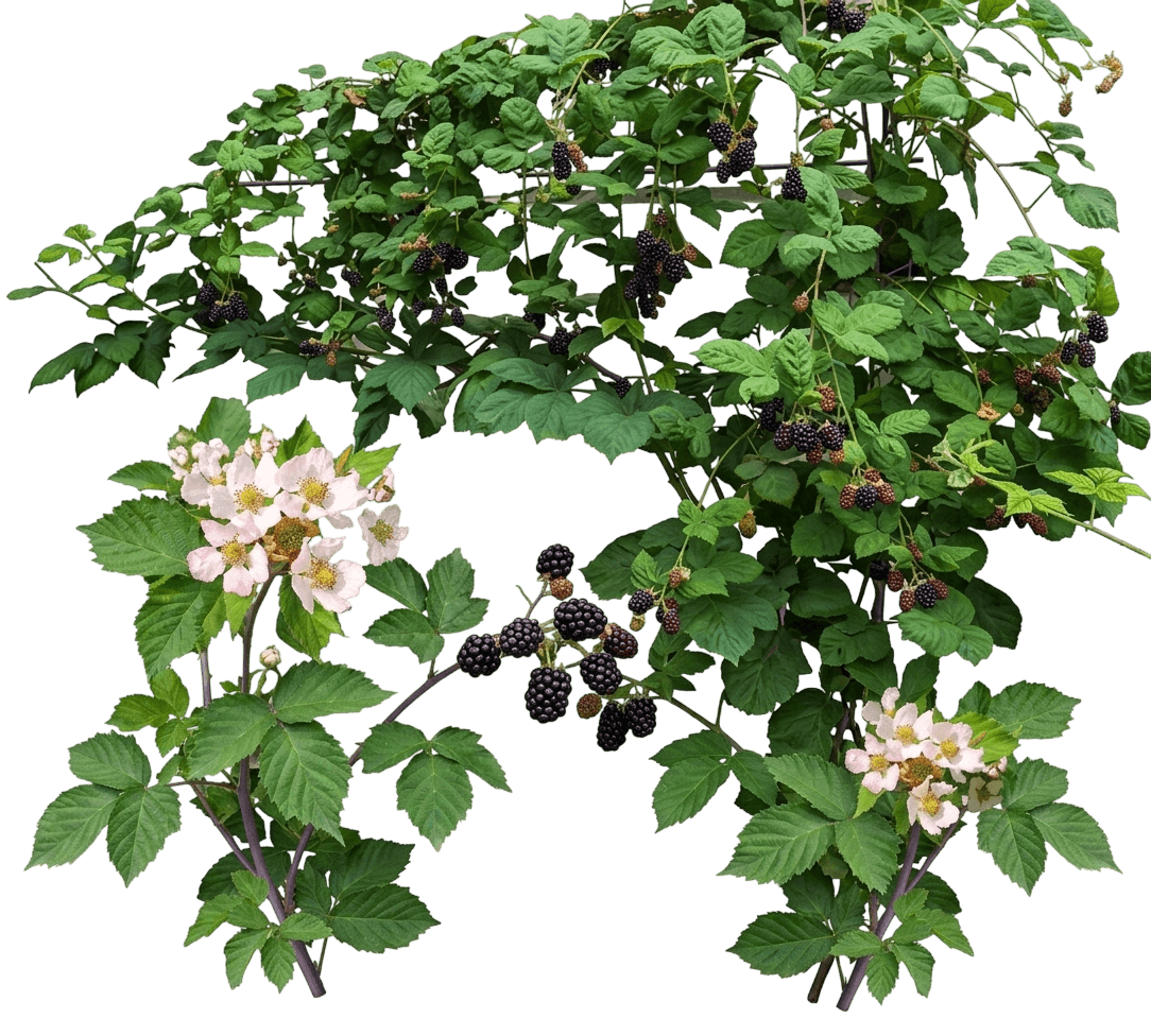 Columbia Giant Thornless Blackberry (Rubus Subgenus Rubus 'Columbia Giant') - Ground Layers