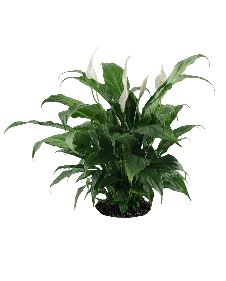 Merry (Spathiphyllum Clevelandii) - Ground Layers