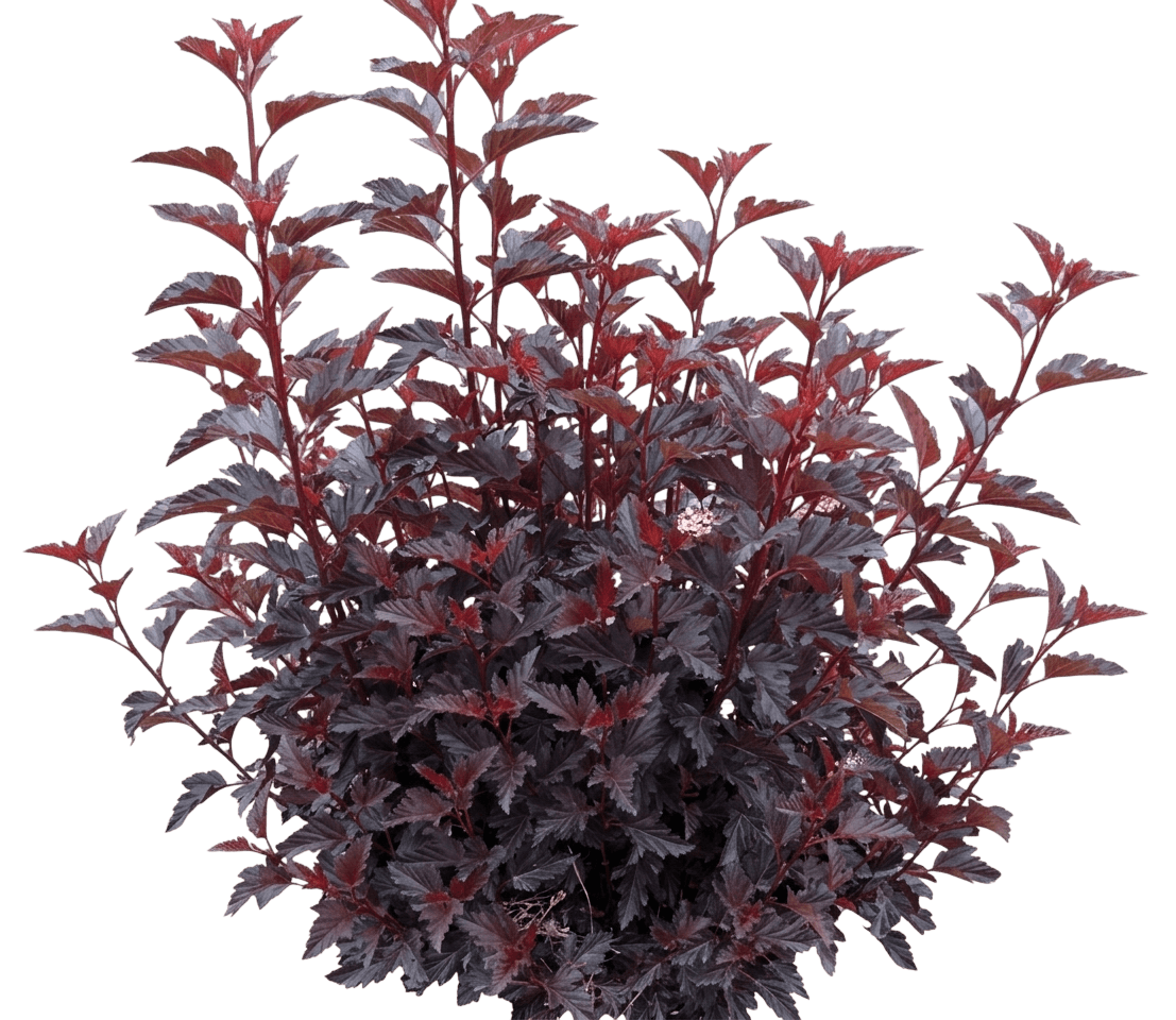 Ninebark 'Smnpms' Pp30232 Summer Wine® (Physocarpus Opulifolius Black 'Smnpms') - Ground Layers