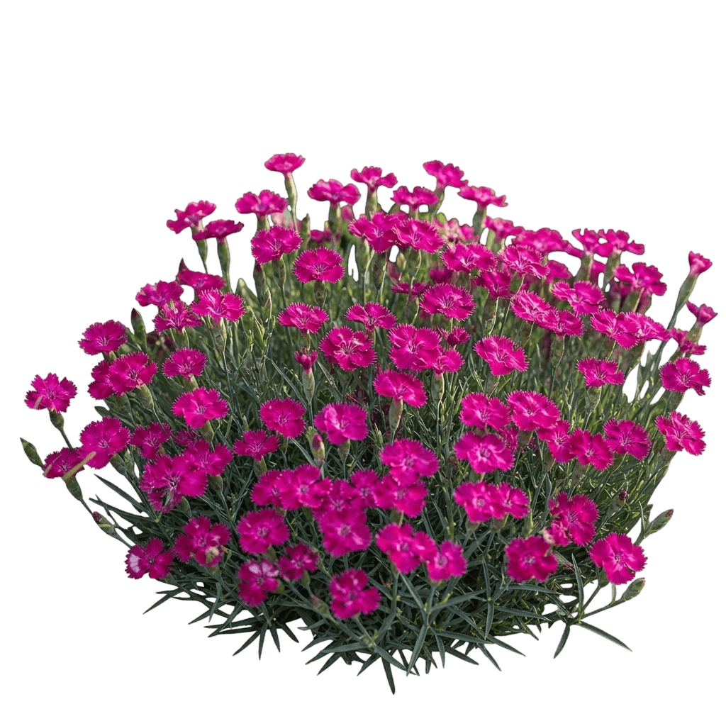 EverBloom™ Plum Glory Dianthus (Dianthus X Var. X 'G18146') - Perennials