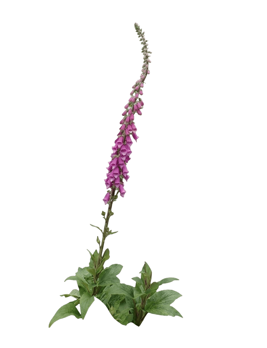 Camelot Lavender Foxglove (Digitalis Purpurea Var. Purpurea 'Camelot Lavender') - Perennials