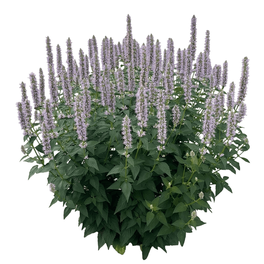 Prince'S Plume Hyssop (Agastache Var. Hybrid 'Prince') - Perennials