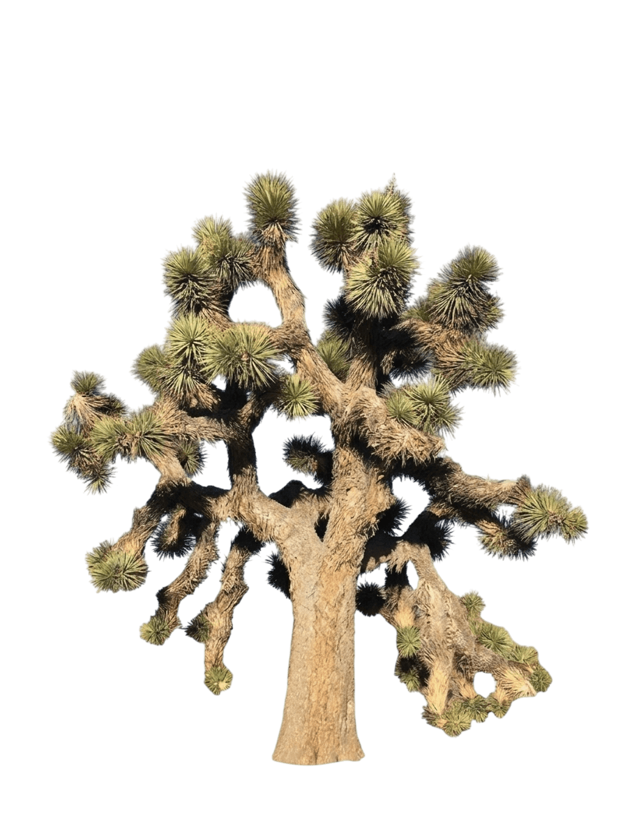 Joshua tree (Yucca Brevifolia) - Succulents
