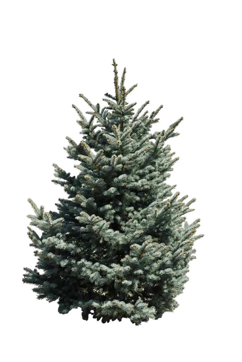 Spruce, Bakeri (Picea Pungens ‘Bakeri’) - Evergreen Trees