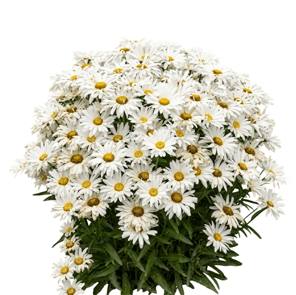 Spun Milk Shasta Daisy (Leucanthemum Superbum 'Spun Milk') - Perennials