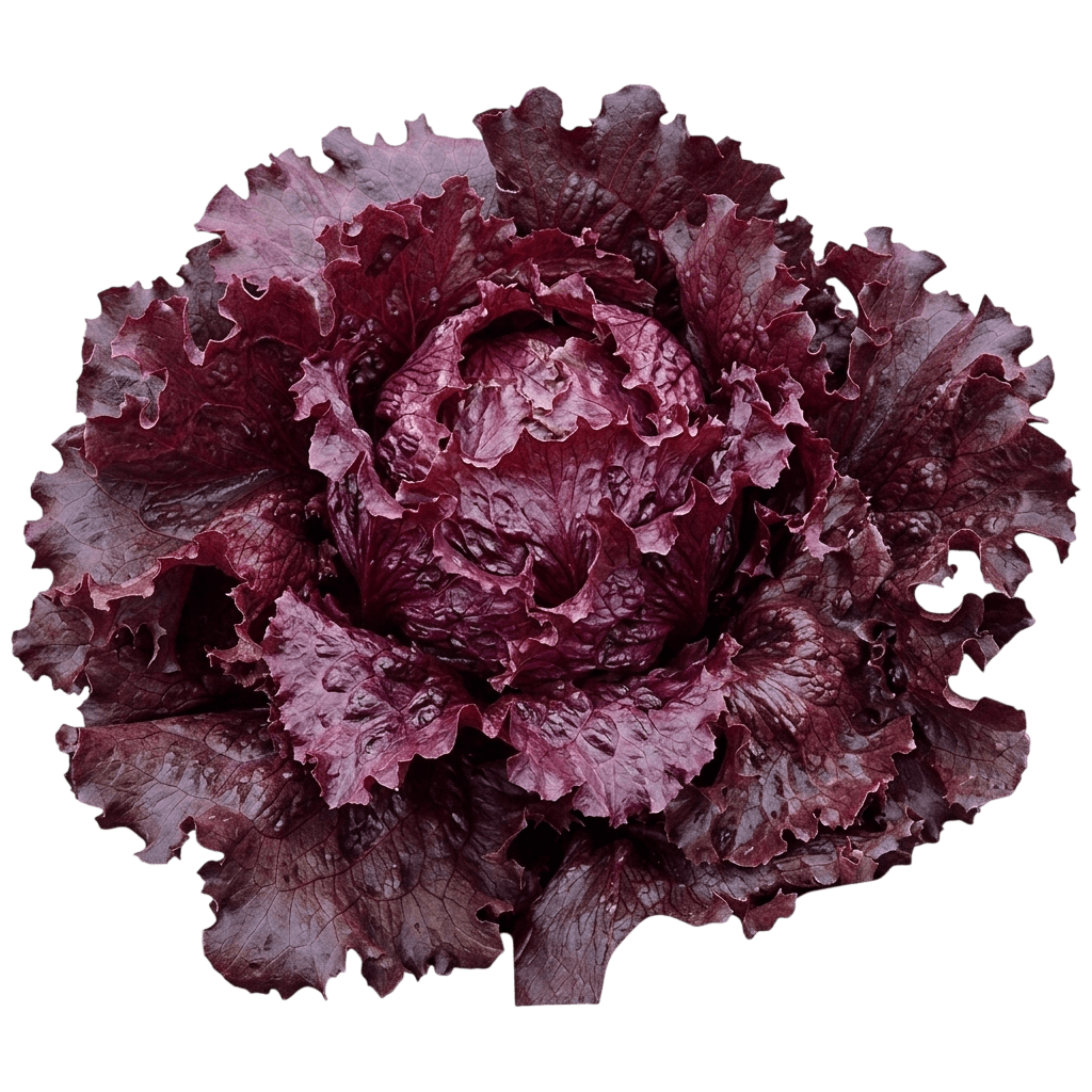 Red Sails Red Loose-Leaf Lettuce (Lactuca Sativa 'Red Sails') - Perennials
