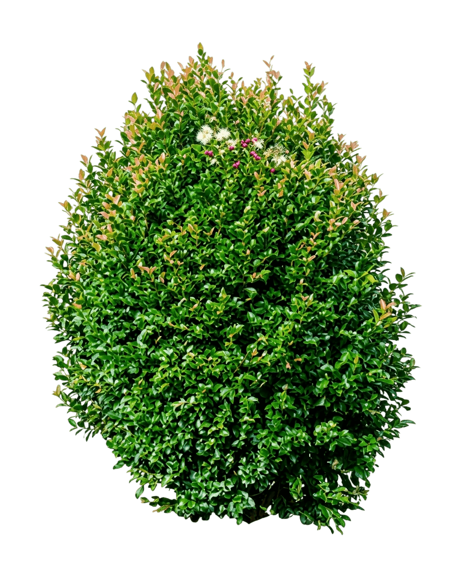 Elite (Syzygium Australe 'Elite') - Ground Layers