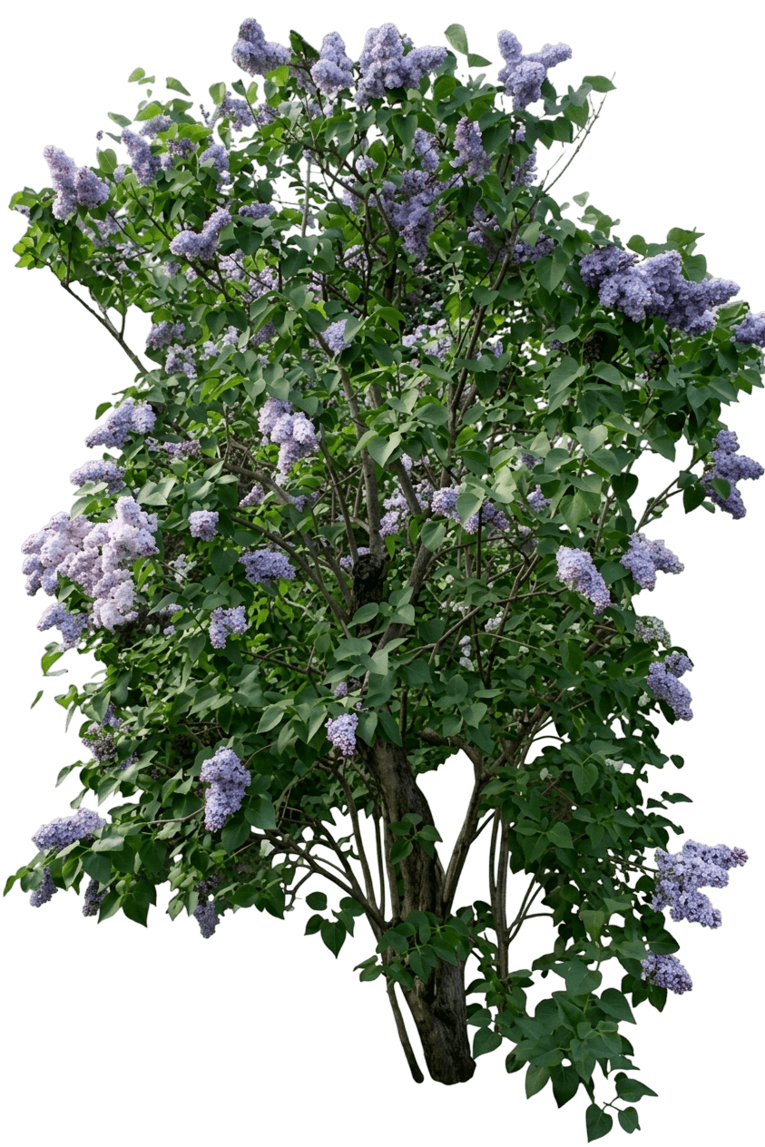 Lilac, President Grevy (Syringa Vulgaris 'President Grevy') - Ground Layers