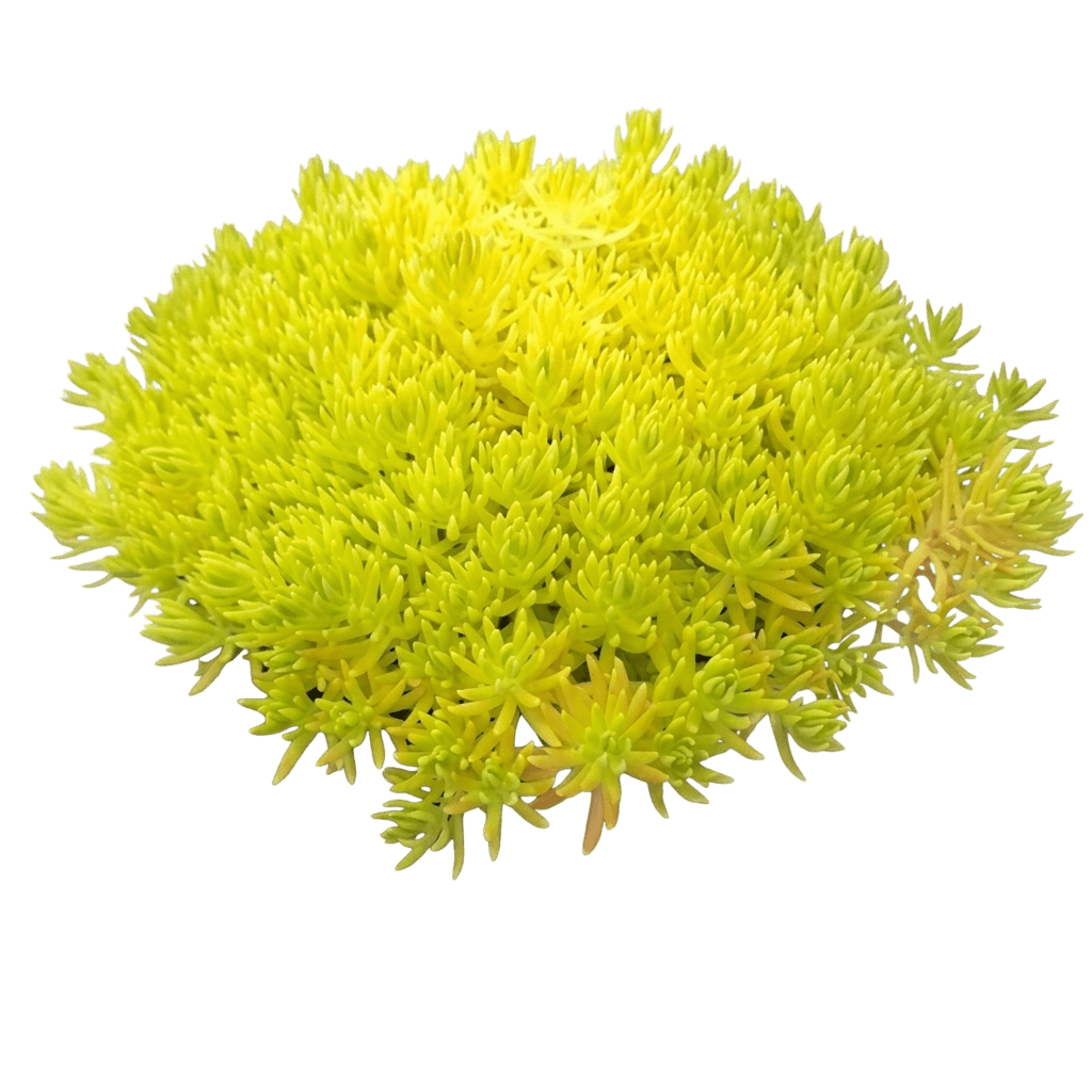 Gold Mound (Sedum Mexicanum) - Ground Layers