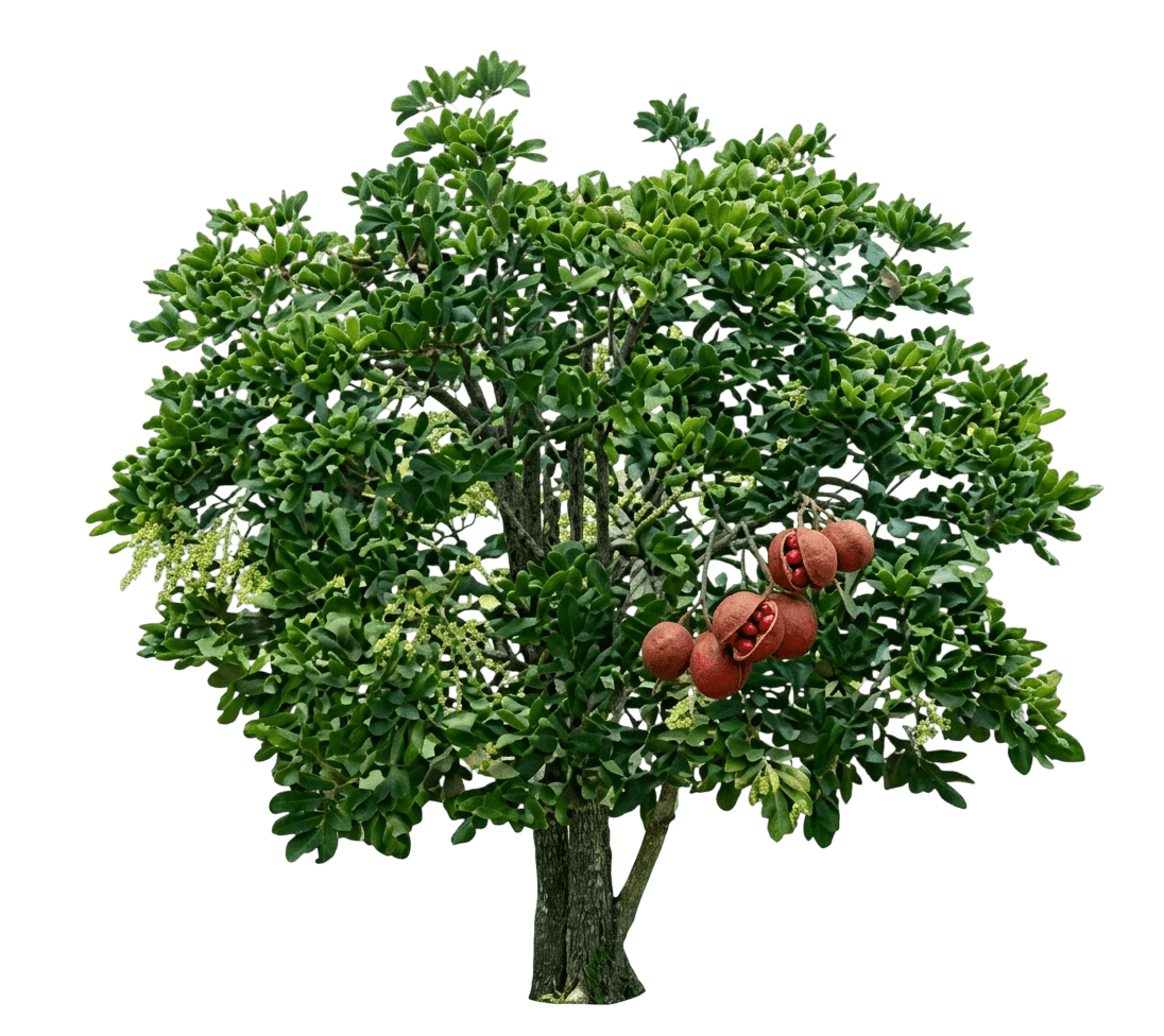 Red Bean (Dysoxylum Mollissimum) - Evergreen Trees