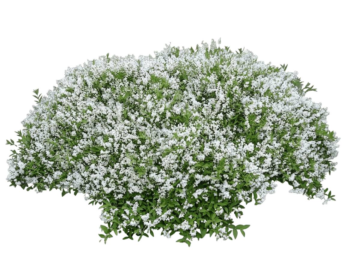 Nikko Deutzia (Deutzia Gracilis Nikko 'Nana') - Ground Layers