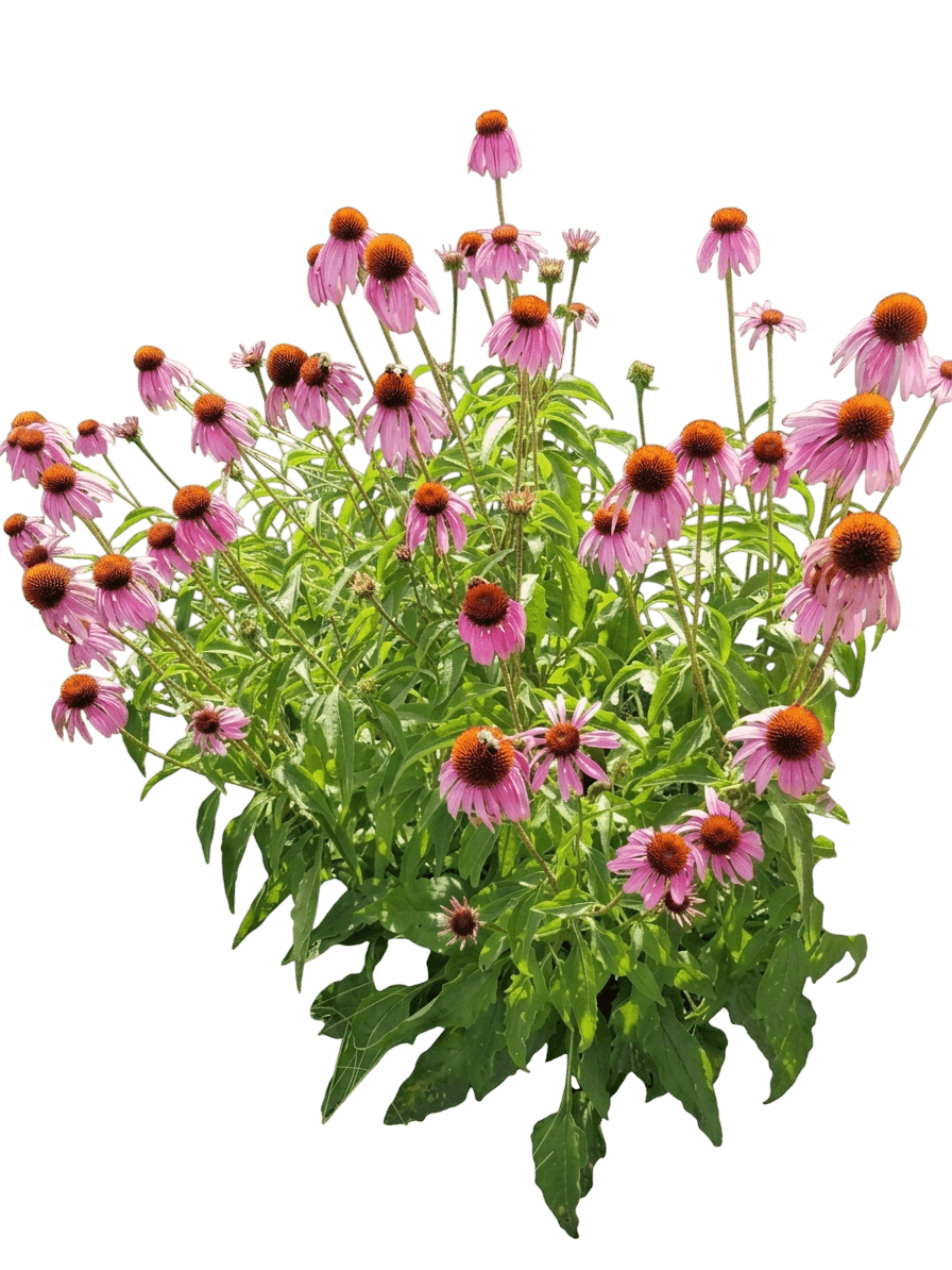 Happy Star Coneflower (Echinacea Purpurea Var. Purpurea 'Happy Star') - Perennials