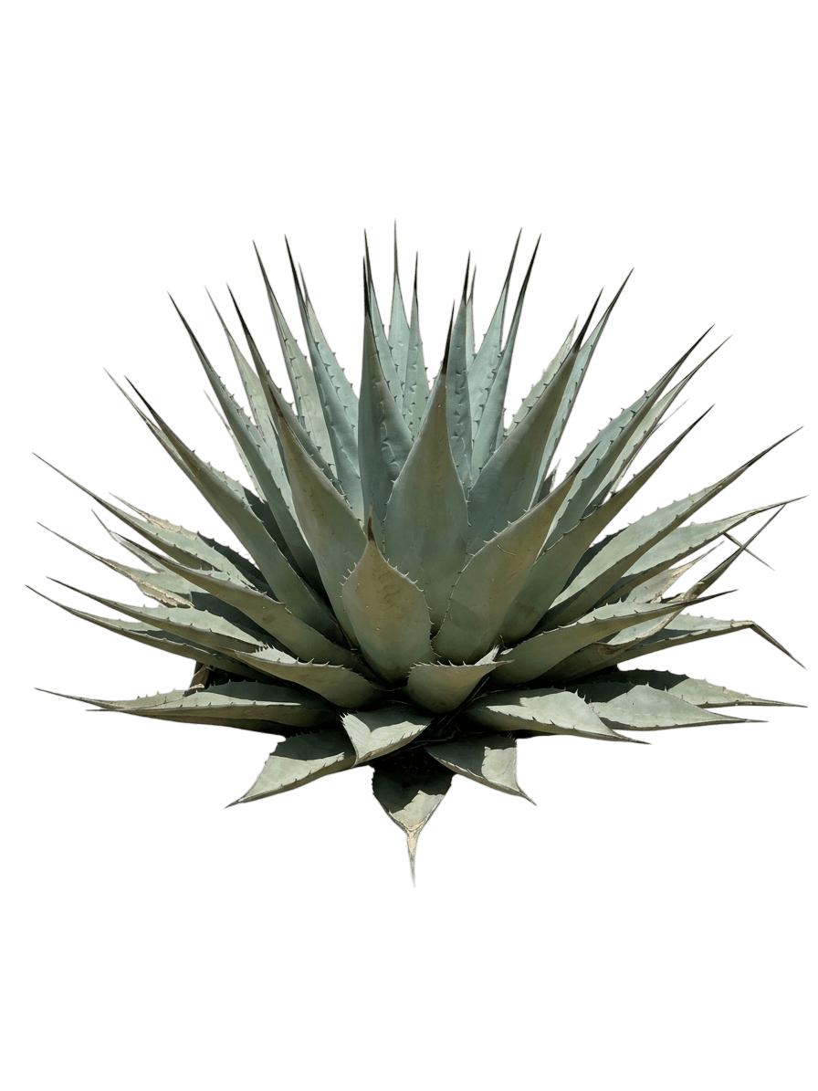New Mexico Agave (Agave Parryi Subsp. Neomexicana) - Succulents