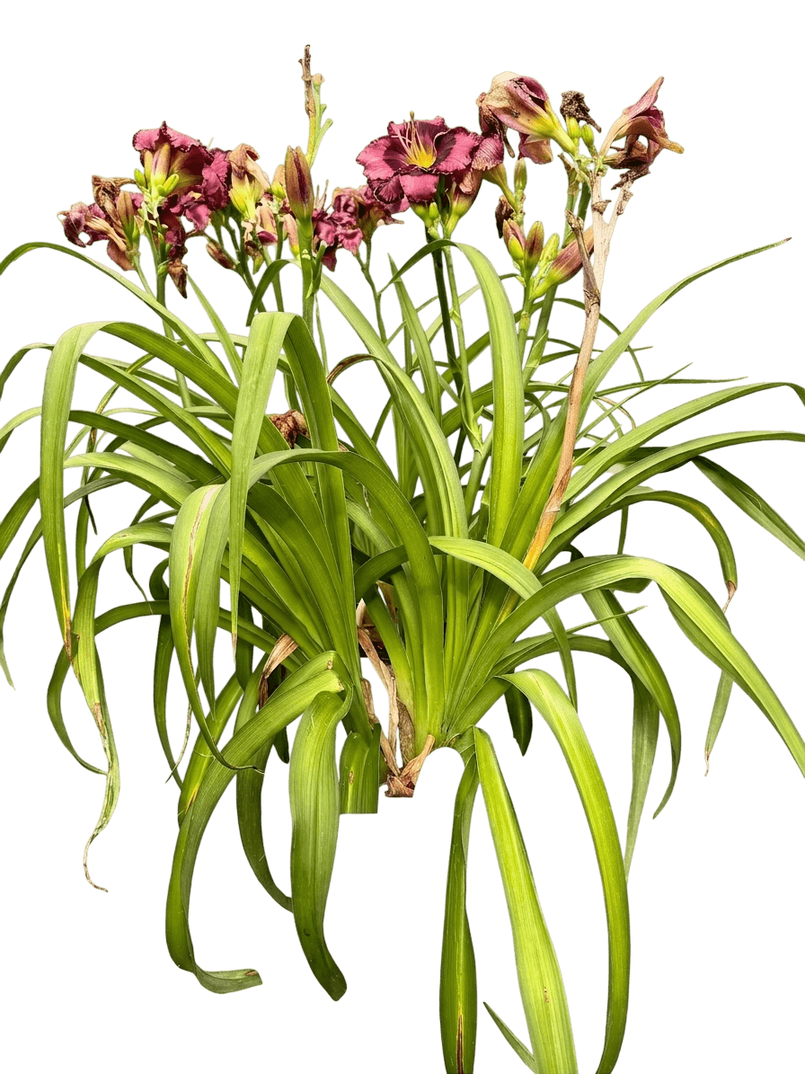 Rainbow Rhythm® Storm Shelter Daylily (Hemerocallis Var. Hybrid 'Storm Shelter') - Perennials