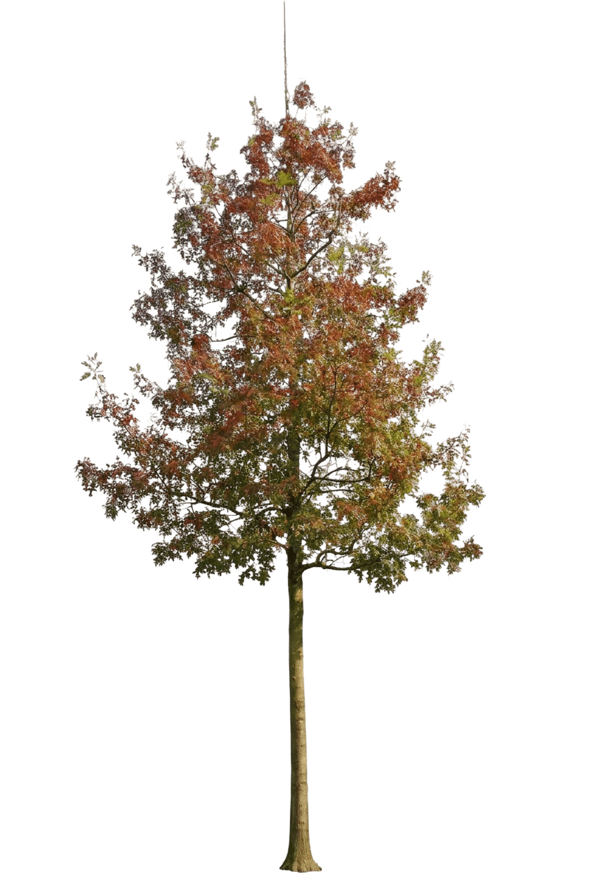Northern Pin Oak (Quercus Ellipsoidalis) - Shade Trees
