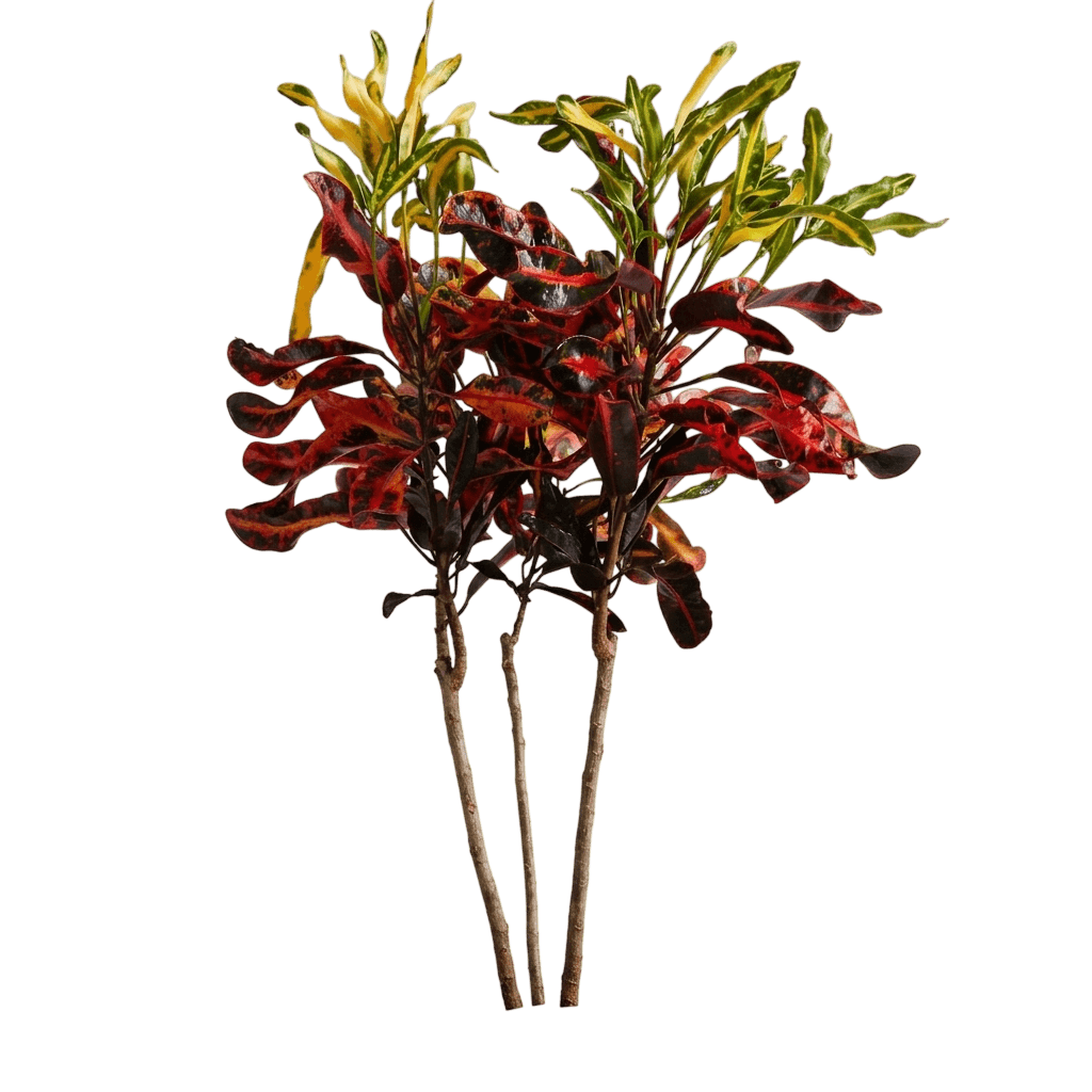 Mammy Croton (Codiaeum Variegatum 'Mammy') - Indoor Plants