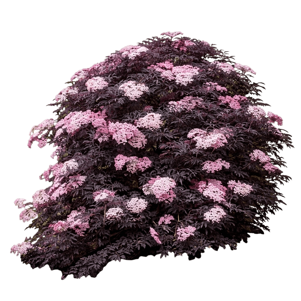 Black Tower™ Elderberry (Sambucus Nigra Var. Nigra 'Eiffel 1') - Shrubs