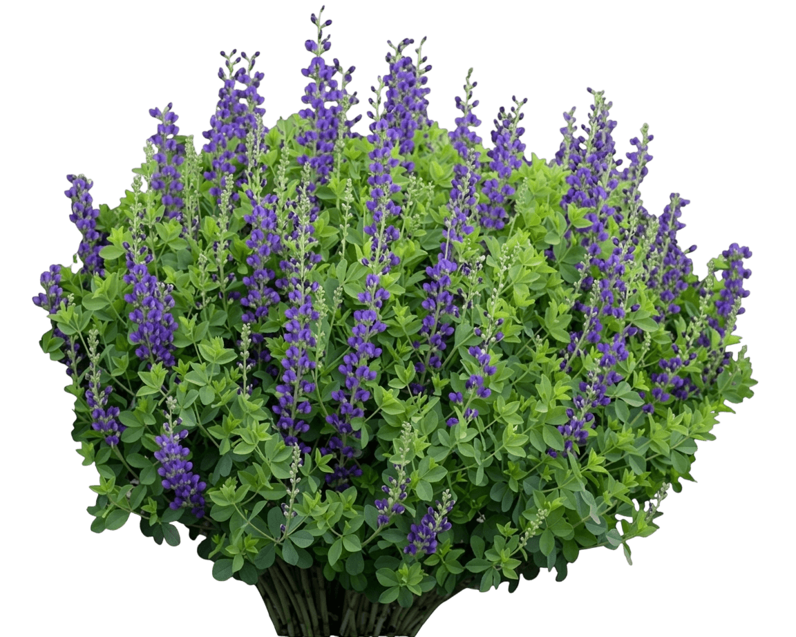 Decadence® Sparkling Sapphires False Indigo (Baptisia X Pp27,904 Var. X 'Sparkling Sapphires') - Perennials