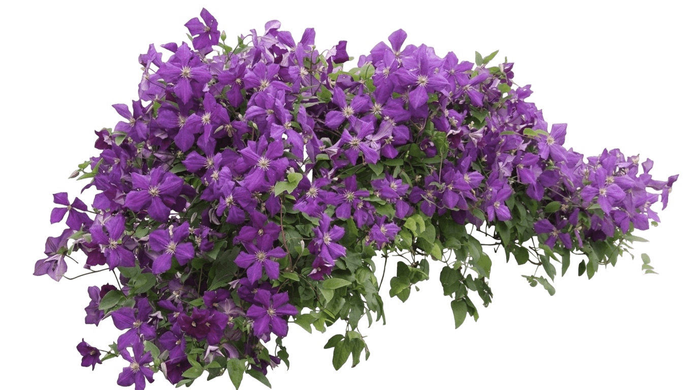 Shin-Shigyoku Clematis (Clematis 'Shin-Shigyoku') - Ground Layers