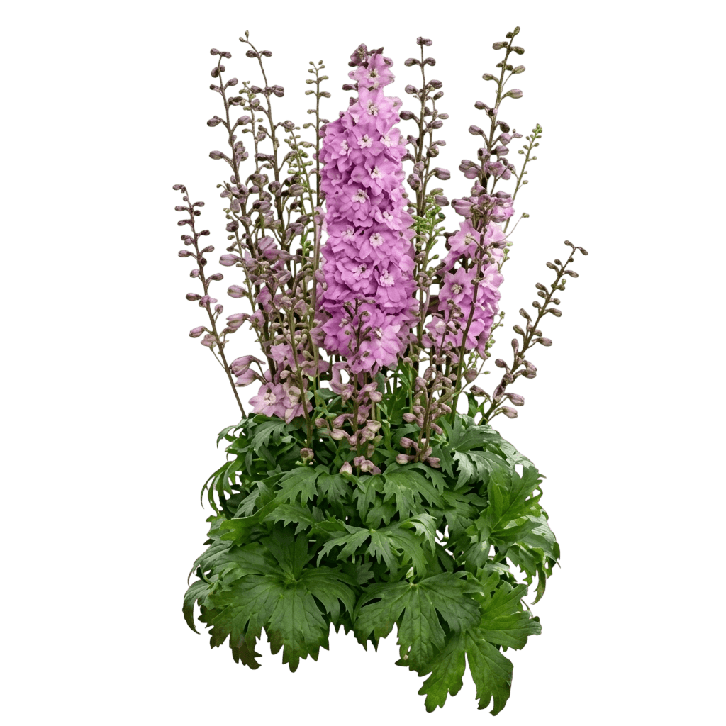 Mini Pinks Delphinium (Delphinium X Elatum Mini Pinks) - Perennials