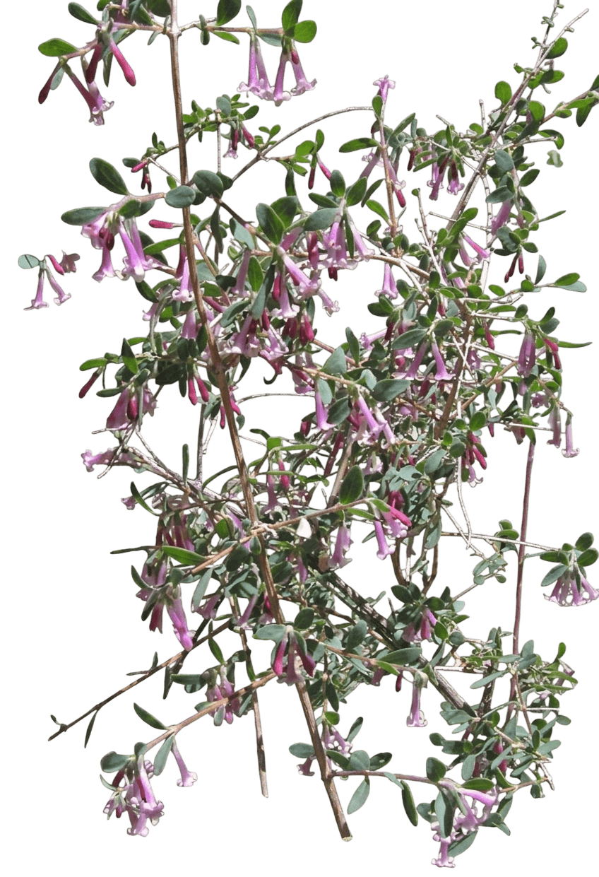 desert snowberry (Symphoricarpos Longiflorus) - Shrubs