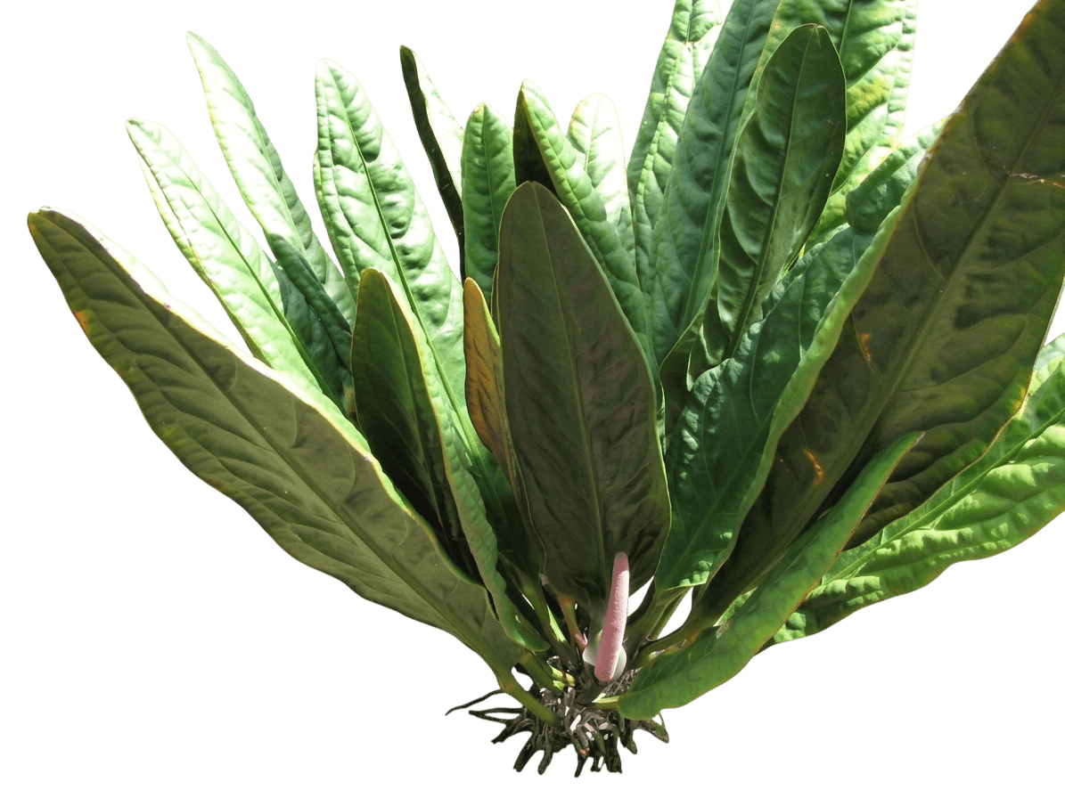 Birdnest Anthurium (Anthurium Superbum) - Indoor Plants