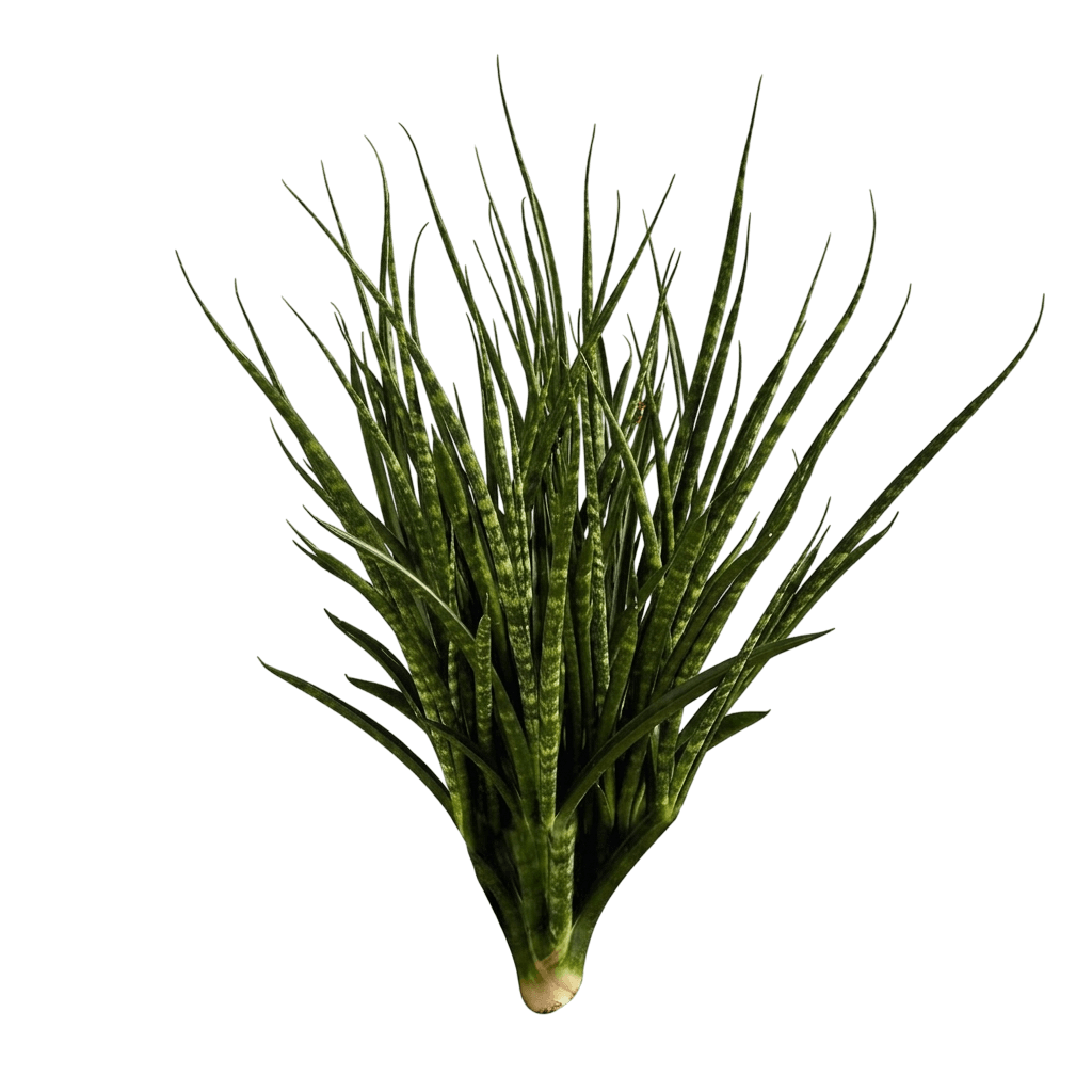 Fernwood Snake Plant (Dracaena Hybrid 'Fernwood') - Indoor Plants